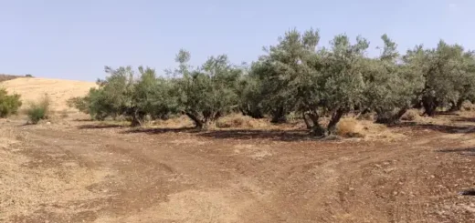 Góra Błogosławieństw Palestyna