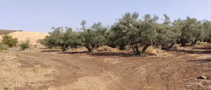 Góra Błogosławieństw Palestyna